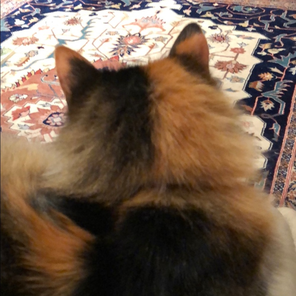 Meet your Posher, Tor